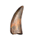 Timurlengia or Giant Raptor Tooth, Bissekty Formation, Uzbekistan