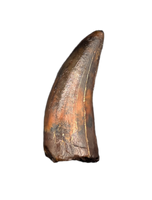 Timurlengia or Giant Raptor Tooth, Bissekty Formation, Uzbekistan