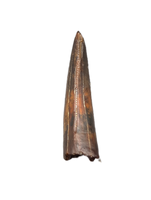 Timurlengia or Giant Raptor Tooth, Bissekty Formation, Uzbekistan