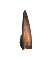 Timurlengia or Giant Raptor Tooth, Bissekty Formation, Uzbekistan