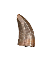 Raptor (Dromaeosaur) Itemirus? Tooth, Bissekty Formation, Uzbekistan