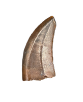 Raptor (Dromaeosaur) Itemirus? Tooth, Bissekty Formation, Uzbekistan