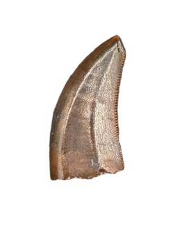 Raptor (Dromaeosaur) Itemirus? Tooth, Bissekty Formation, Uzbekistan