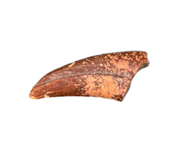 Theropod Claw, Bissekty Formation, Uzbekistan