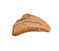 Theropod Claw, Bissekty Formation, Uzbekistan