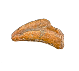 Theropod Claw, Bissekty Formation, Uzbekistan