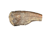 Dzharacursor (Ornithomimid) Hand  Claw, Bissekty Formation, Uzbekistan