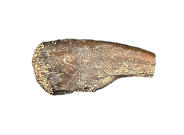 Dzharacursor (Ornithomimid) Hand  Claw, Bissekty Formation, Uzbekistan