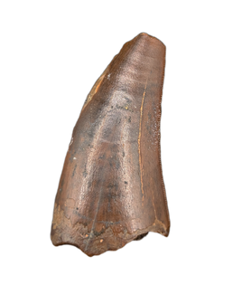 Theropod (Carcharodontosaurid) Tooth, Bissekty Formation