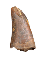 Theropod (Carcharodontosaurid) Tooth, Bissekty Formation