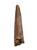 Theropod (Carcharodontosaurid) Tooth, Bissekty Formation