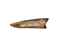 Theropod (Carcharodontosaurid) Tooth, Bissekty Formation