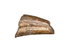 Theropod Hand Claw, Bissekty Formation, Uzbekistan