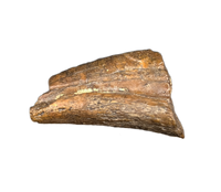 Theropod Hand Claw, Bissekty Formation, Uzbekistan