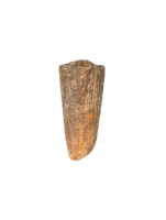 Theropod Hand Claw, Bissekty Formation, Uzbekistan