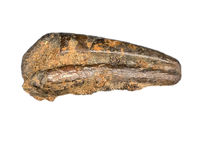 Theropod Claw, Bissekty Formation, Uzbekistan