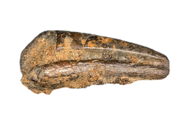 Theropod Claw, Bissekty Formation, Uzbekistan