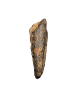 Theropod Claw, Bissekty Formation, Uzbekistan