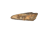 Theropod Claw, Bissekty Formation, Uzbekistan