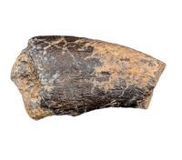 Tyrannosaur (Timurlengia)? or Carcharodontosaurid? Hand Claw, Bissekty Formation, Uzbekistan