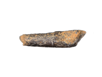 Tyrannosaur (Timurlengia)? or Carcharodontosaurid? Hand Claw, Bissekty Formation, Uzbekistan