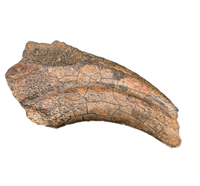 Tyrannosaur (Timurlengia)? or Carcharodontosaurid? Hand Claw, Bissekty Formation, Uzbekistan