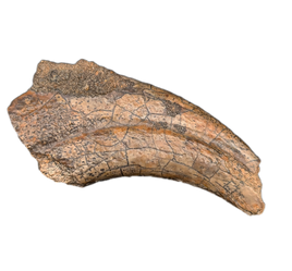 Theropod (Timurlengia? or Carcharodontosaurid?) Hand Claw, Bissekty Formation, Uzbekistan