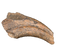 Tyrannosaur (Timurlengia)? or Carcharodontosaurid? Hand Claw, Bissekty Formation, Uzbekistan