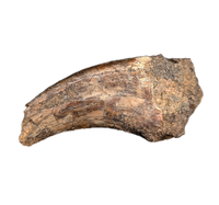 Tyrannosaur (Timurlengia)? or Carcharodontosaurid? Hand Claw, Bissekty Formation, Uzbekistan