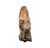 Tyrannosaur (Timurlengia)? or Carcharodontosaurid? Hand Claw, Bissekty Formation, Uzbekistan