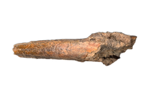 Tyrannosaur (Timurlengia)? or Carcharodontosaurid? Hand Claw, Bissekty Formation, Uzbekistan