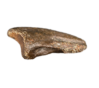 Dzharacursor (Ornithomimid) Foot Claw, Bissekty Formation, Uzbekistan