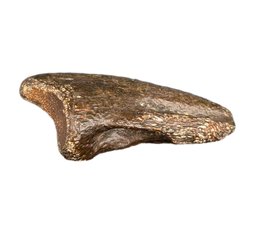 Dzharacursor (Ornithomimid) Foot Claw, Bissekty Formation, Uzbekistan