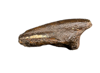 Dzharacursor (Ornithomimid) Foot Claw, Bissekty Formation, Uzbekistan