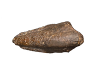 Dzharacursor (Ornithomimid) Foot Claw, Bissekty Formation, Uzbekistan