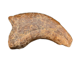 Therizinosaur Hand Claw, Bissekty Formation, Uzbekistan