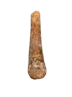 Therizinosaur Hand Claw, Bissekty Formation, Uzbekistan