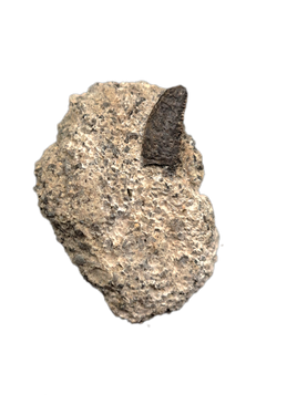 Small Theropod, Morrison Formation