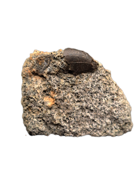 Allosaurus Tooth,  Morrison Formation