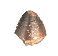 Torvosaurus Tooth Tip,  Morrison Formation