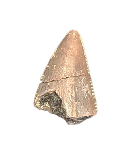 Small Theropod Tooth, Morrison Formation