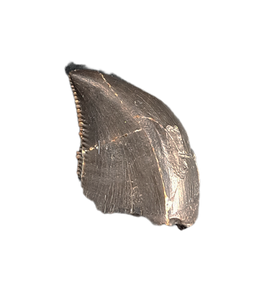 Torvosaurus? Tooth,  Morrison Formation