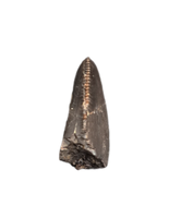 Torvosaurus? Tooth,  Morrison Formation