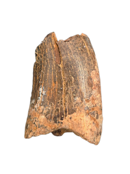 Nanotyrannus Tooth, Lance Formation.