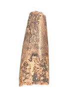 Richardoestesia Tooth, Lance Formation.