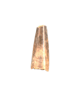 Richardoestesia Tooth, Lance Formation.