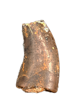 Nanotyrannus Tooth, Lance Formation.