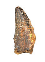 Nanotyrannus Tooth, Lance Formation.