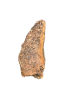 Nanotyrannus Tooth, Lance Formation.