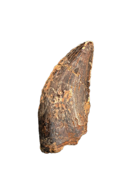 Nanotyrannus Tooth, Lance Formation.
